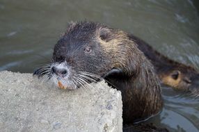 nutria swim in the pool at the zoo