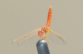 Insect Dragonfly