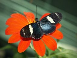 Sara Longwing Butterfly