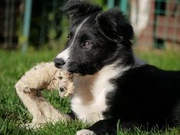 playful border collie puppy