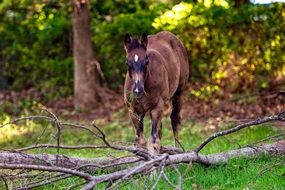 Picture of Horse is eating grass