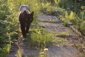 black Cat walking in grass, back light