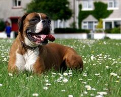 Puppy on meadow