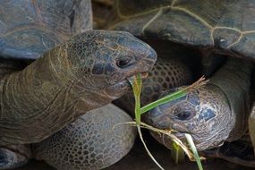 Picture of Turtles are eating grass