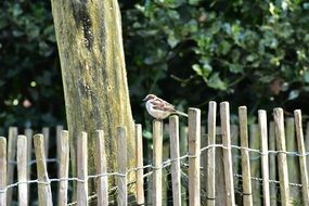 sparrow sitting on a fence near a tree