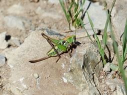 green grasshopper on the stones in the bright sun