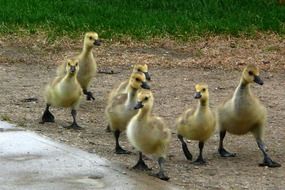 chicks of canadian geese