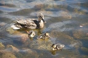 duck with ducklings on clear lake water