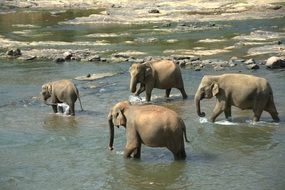 herd of elephants in water