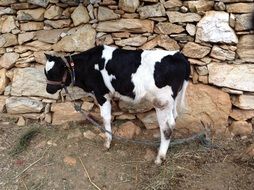 beautiful and cute Cow Baby