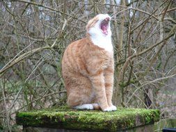red Cat Yawns wide
