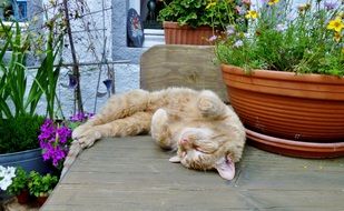 domestic cat sleeps on a garden table