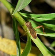 leaf footed bug on the blade of grass