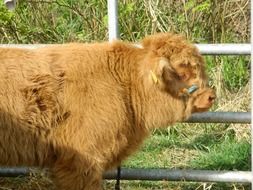 cattle in Scotland