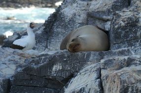 Sea Lion Sleeping on a rock