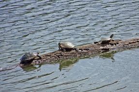 three turtles on a log in water