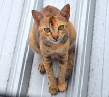 Orange cat on the metal roof