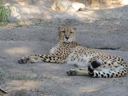 Big cheetah rest on the ground