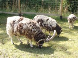 Four Horn Sheep in Zoo pasturing
