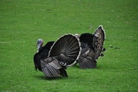 Big turkey birds