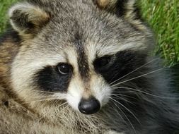 raccoon lies on the green grass