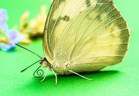 butterfly near flowers