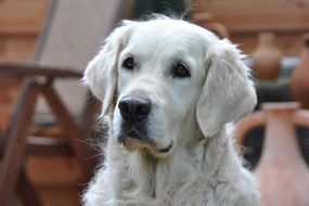 Golden Retriever looks away