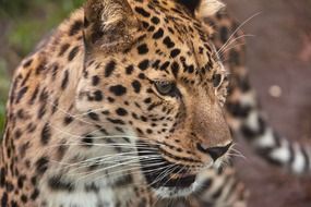 portrait of carnivorous wild leopard