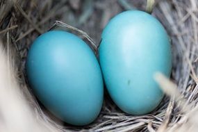 two blue eggs in the nest