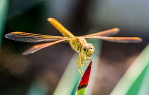 beautiful yellow dragonfly in wildlife