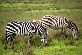 group of zebras on a green pasture