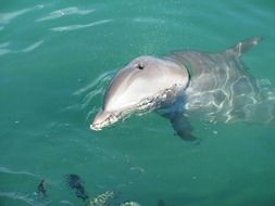 Dolphin in a collar