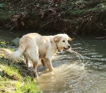 pleasing Golden Retriever