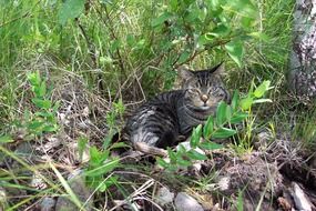 Tabby Cat with odd Eyes lays on grass