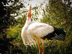 beautiful male Stork with head up in Garden