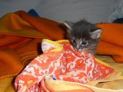 Cute small kitten rests at home