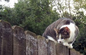 Colorful cute cat on the fence