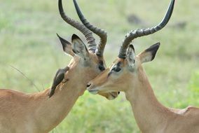 Antelopes Bird Boyfriend Animals