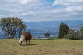 llama in a pasture in Colombia