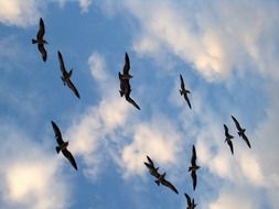 Seagull flock on a sky