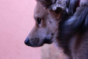dog against a pink wall