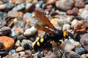 Wasp Nature