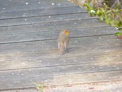 songbird with red breast