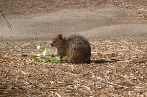 The quokka ( Setonix brachyurus), the member of the genus Setonix