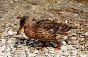 Duck walks on pebble at water