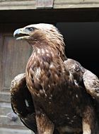 Beautiful and cute golden eagle is a bird of prey in light