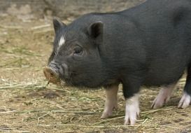 miniature black pig on a farm