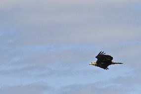 bald eagle in flight against the sky