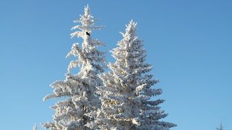 Tree Snow and Crow