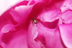 spider on peony flower